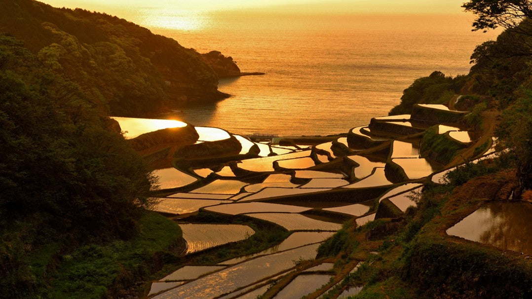 浜野浦の棚田