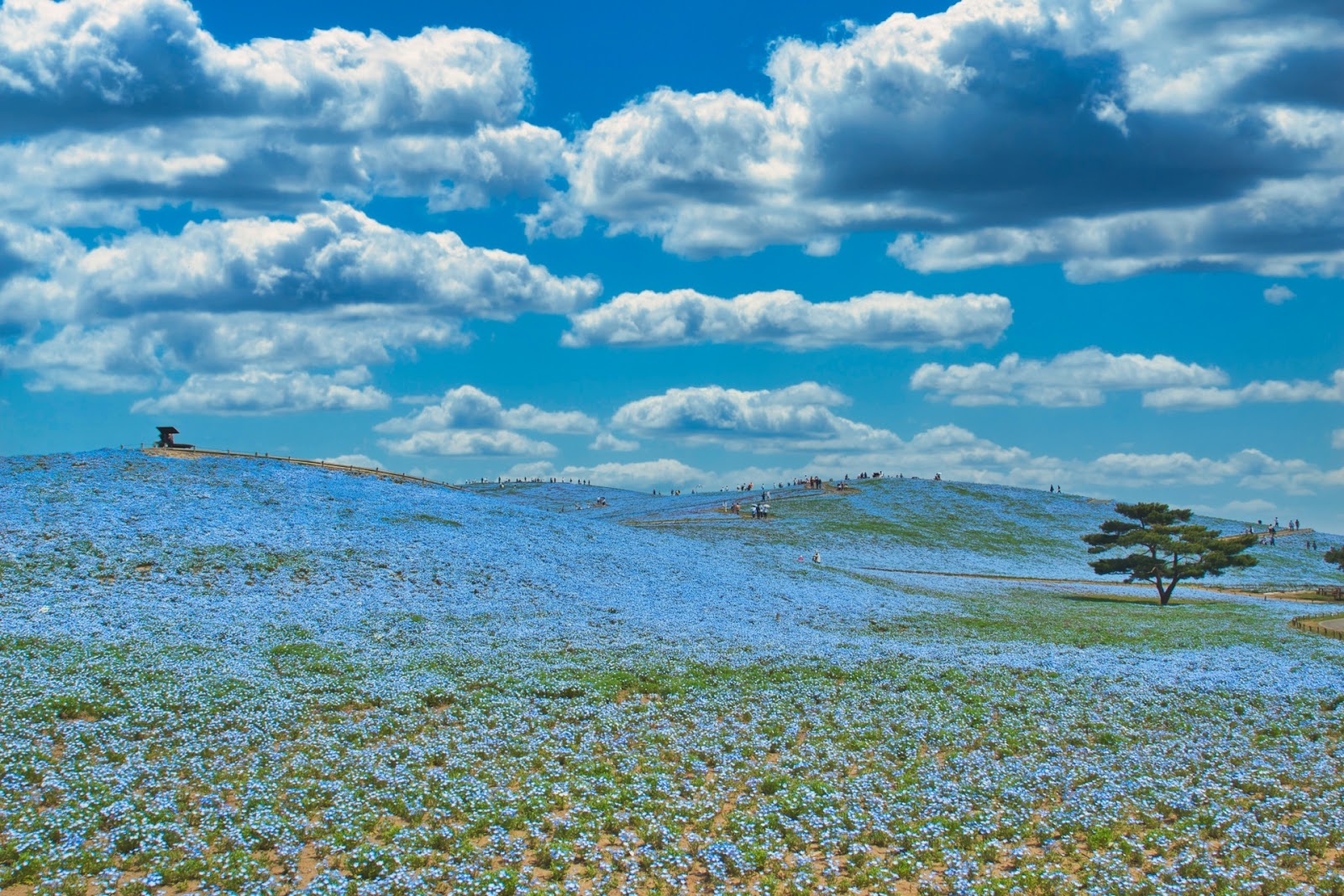 サウナ好きなら行ってみたい茨城県のサウナ7選